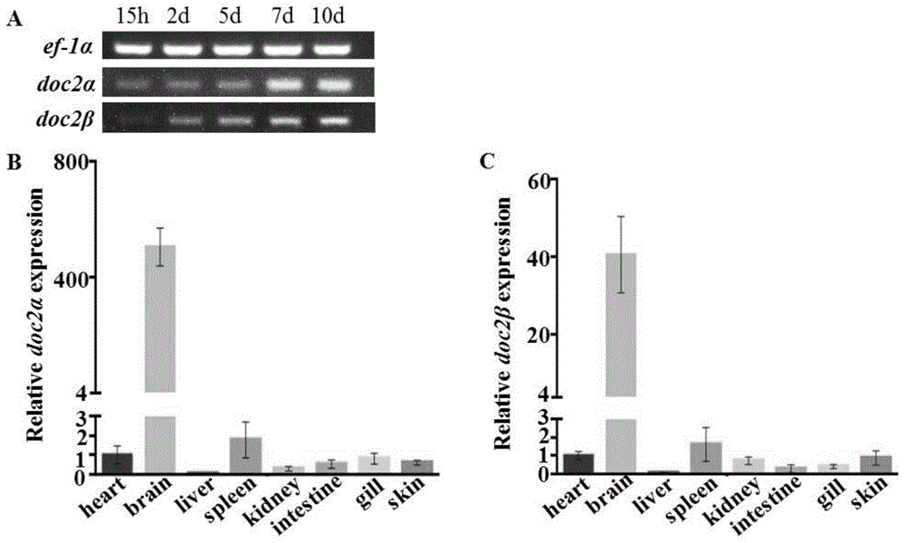 doc2α和doc2β基因缺失斑马鱼突变体的制备及斑马鱼自闭症模型的构建方法