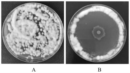 一株纺锤形赖氨酸芽孢杆菌H16及其应用的制作方法