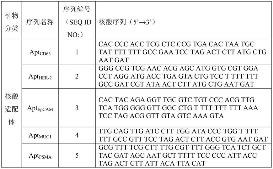 基于免疫磁珠和滚环扩增的外泌体膜蛋白的流式检测方法及应用