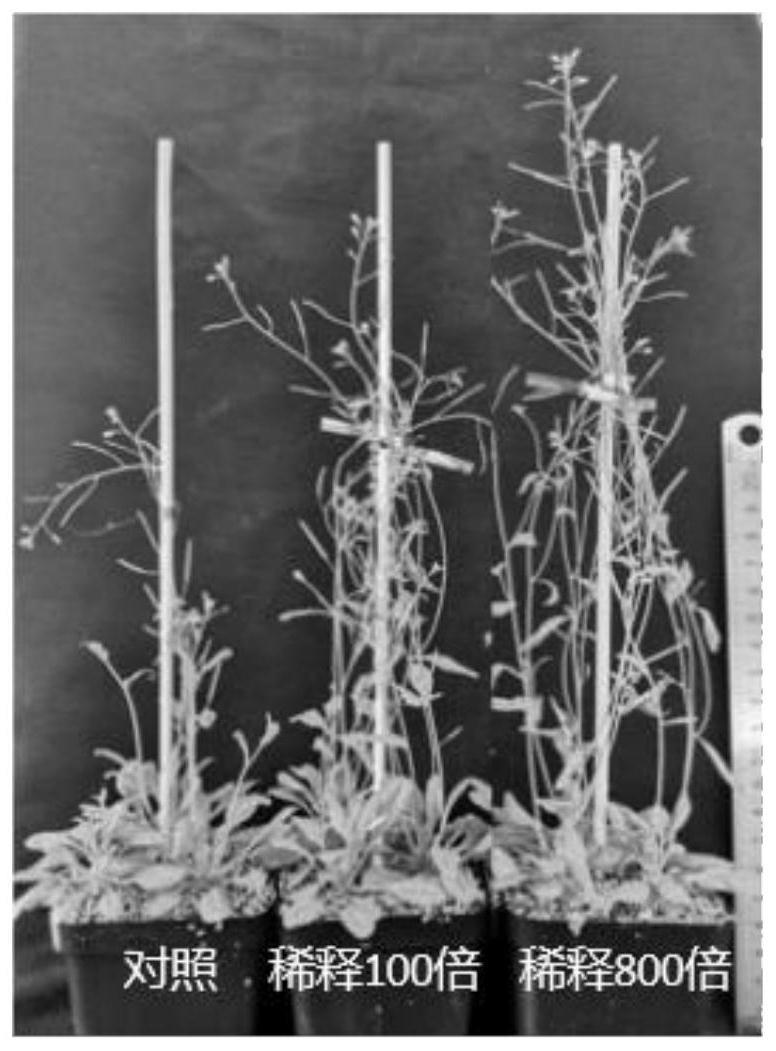 原花青素植物营养剂及其应用的制作方法