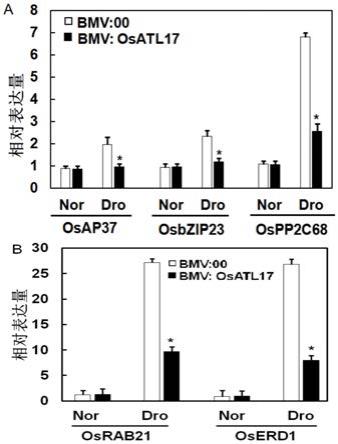 水稻OsATL17基因在调控水稻抗性中的应用