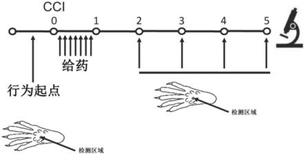 血浆和血浆组分用于改善疼痛、伤口愈合和术后恢复的用途的制作方法