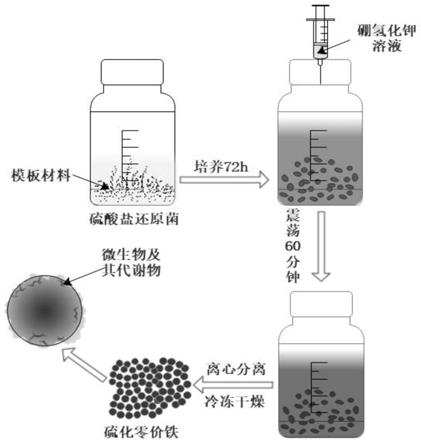 一种生物型硫化零价铁材料及其制备方法和应用与流程