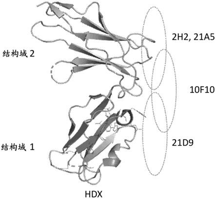 结合到ILT4的抗体的制作方法