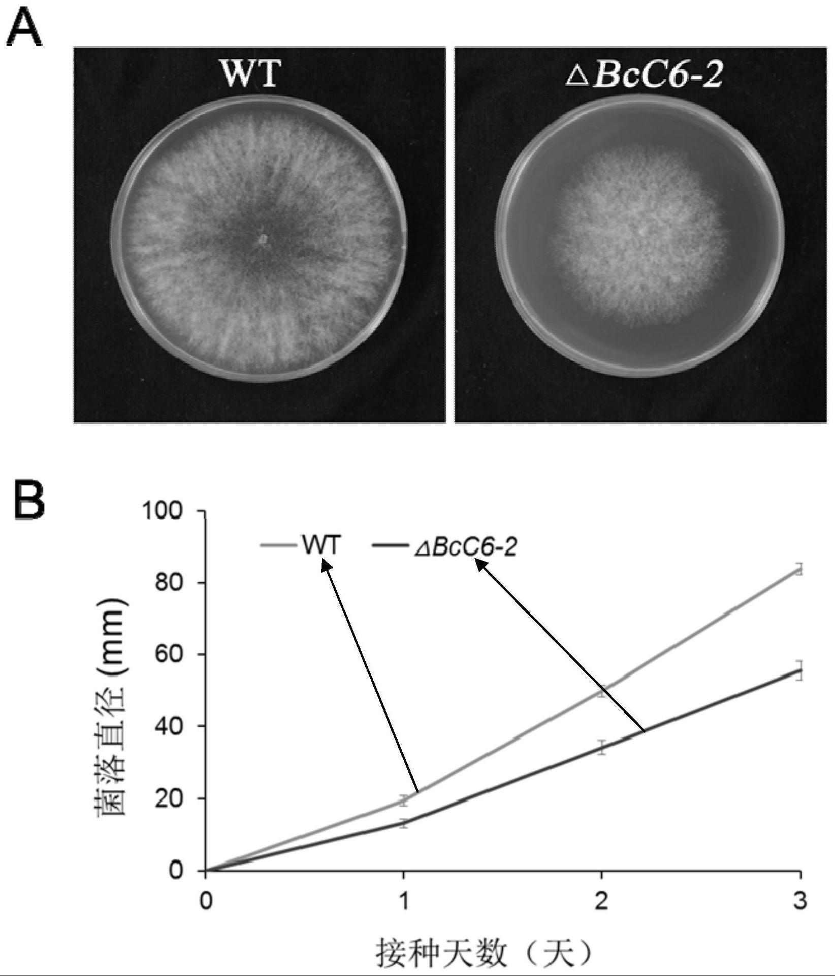 Bccys6-2蛋白在调控灰霉菌的生长、分生孢子生成和致病能力中的应用