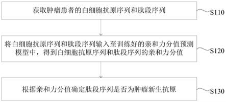 肿瘤新生抗原预测方法、装置、设备及介质与流程