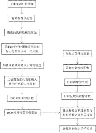 油菜籽粒千粒重的全自动图像测定方法