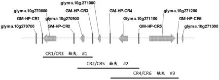 基因组编辑的精细作图和因果基因鉴定的制作方法