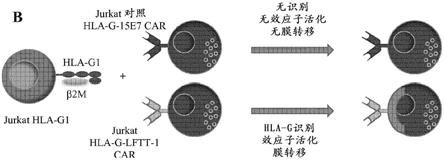 评估CAR功能性的方法与流程