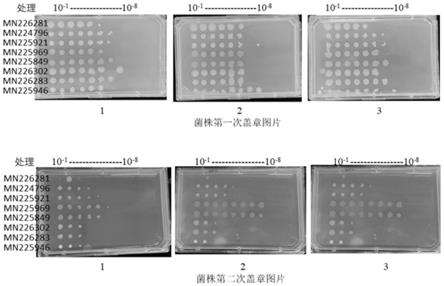 一株绿针假单胞菌MN225969及其应用的制作方法