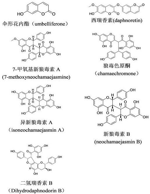 瑞香狼毒根际土壤和根内化感物质的提取和含量检测方法