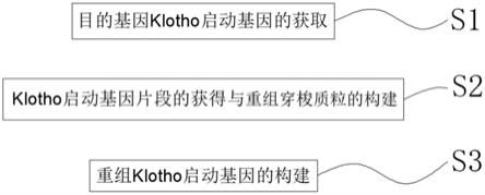 一种携带Klotho启动基因重组腺病毒的细胞构建方法及其应用与流程