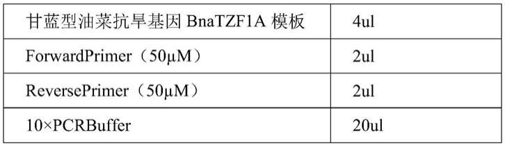 一种甘蓝型油菜抗旱基因BnaTZF1A的多克隆抗体及其制备方法