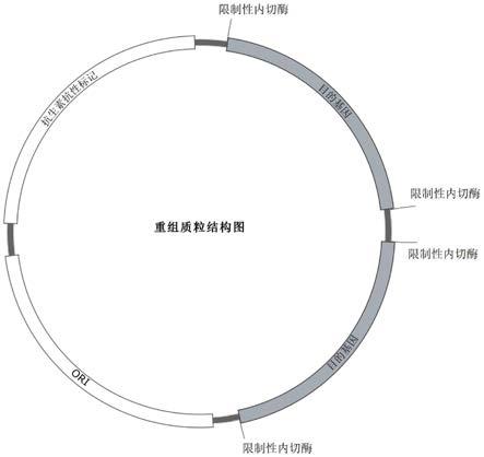 一种高产核酸片段的制备方法与流程