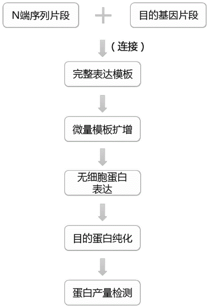 一种蛋白合成筛选方法与流程