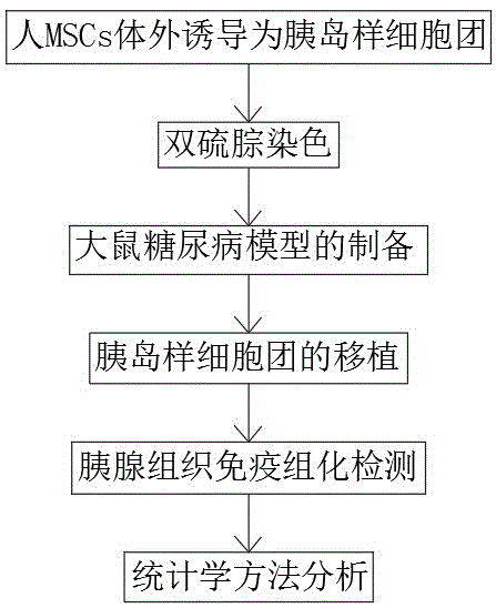 一种自体MSCs体内胰岛归巢分化治疗糖尿病的研究方法与流程