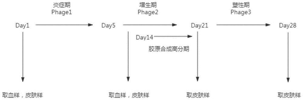 水前寺蓝藻多糖在制备治疗烫伤药物中的应用