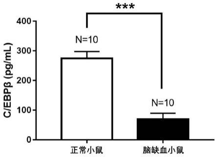 C/EBPβ在制备诊断或辅助诊断急性缺血性脑卒中产品中的应用