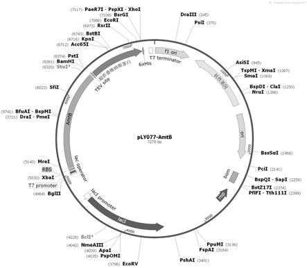 膜蛋白AmtB的表达载体及其表达纯化方法