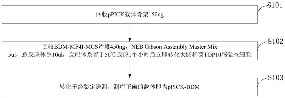 新型实用的毕赤酵母分泌性表达载体、构建方法及试剂盒与流程