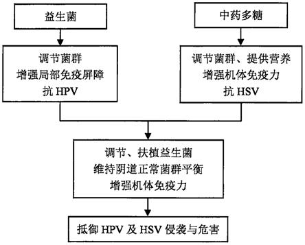 一种抗HPV与HSV的中药微生态复方制剂及其制备方法与流程