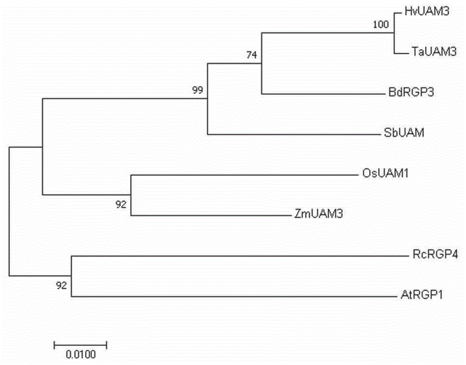 小麦UDP-Ara变位酶及编码基因与用途