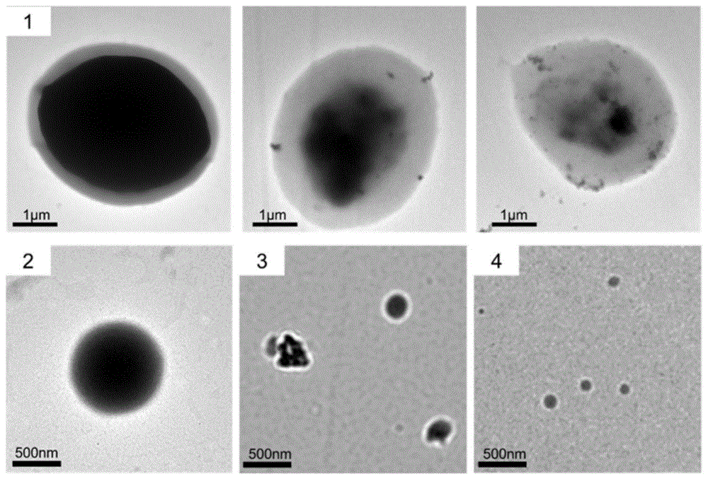 酵母细胞壁纳米颗粒及其制备方法与应用
