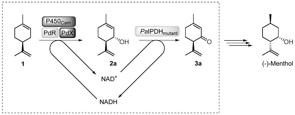 醇脱氢酶突变体及其在环状萜烯酮合成中的应用