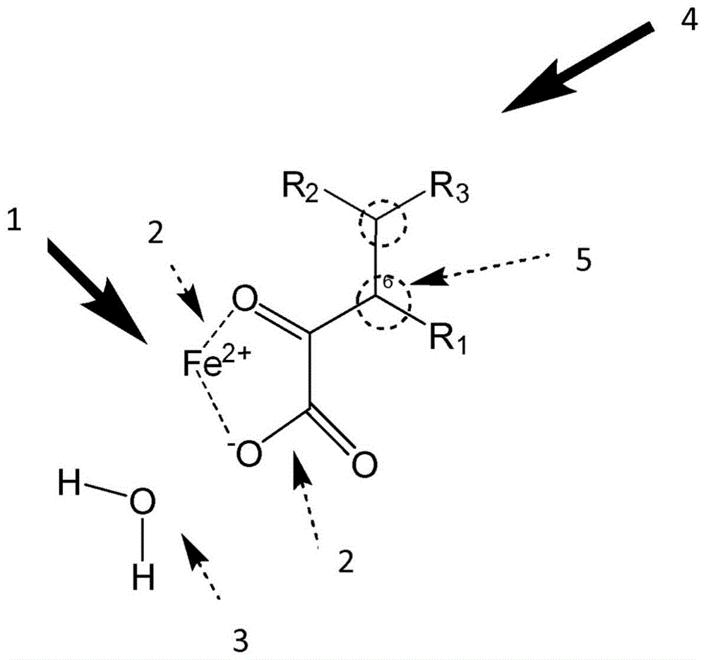 用于调制α-酮戊二酸(2OG)依赖型加氧酶并作为其功能替代的化合物的制作方法