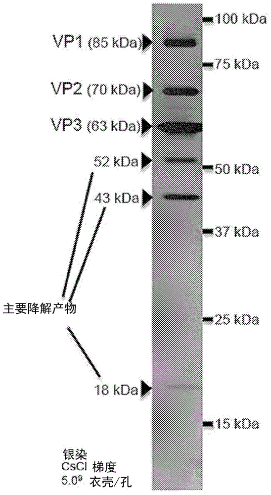 在杆状病毒/Sf9系统中大规模生产rAAV的表达载体的制作方法