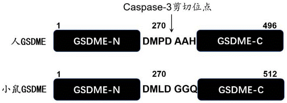 GSDME抑制剂及其在肿瘤化疗诱导的消化道损伤防治中的用途