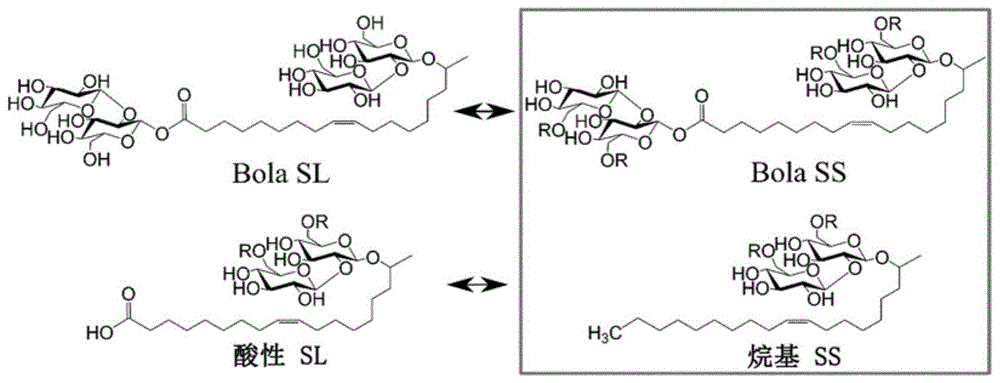 对称bola型槐糖苷的改良生产