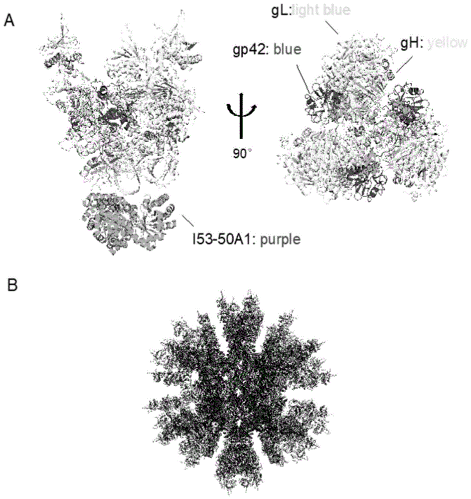 一种含EB病毒gHgLgp42蛋白的自组装纳米颗粒及其制备方法与应用