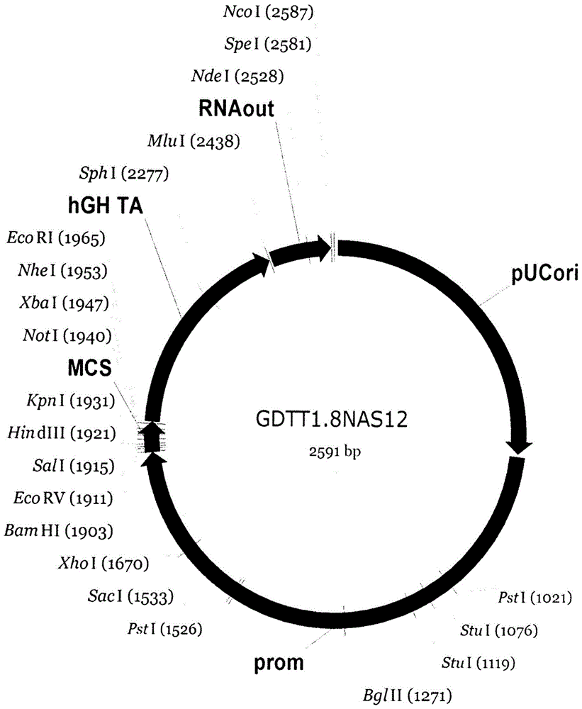 基因治疗DNA载体GDTT1.8NAS12及用于获得它的方法与流程