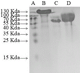一种融合表达β-甘露聚糖酶和α-半乳糖苷酶的毕赤酵母、制备方法及其应用与流程