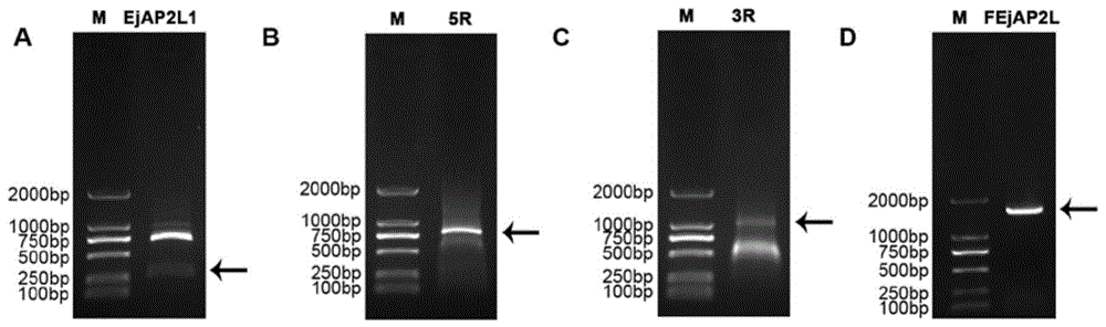 枇杷花发育相关的EjAP2L基因及其编码蛋白与应用