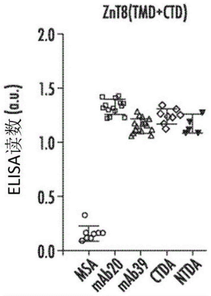 人类ZNT8抗体
