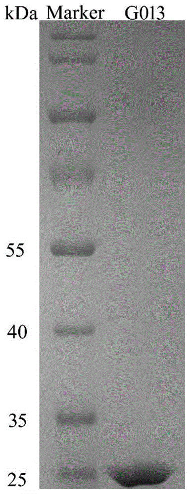 一种3α-羟基类固醇脱氢酶、编码基因及其应用