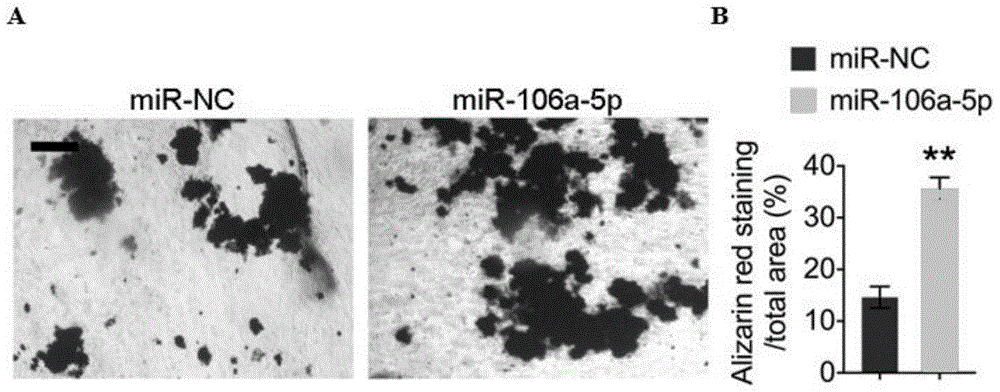 miR-106a-5p模拟物在制备骨缺损修复药物中的应用