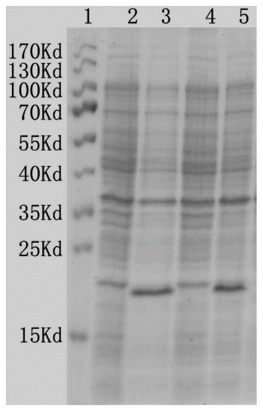 一种可标记鱼类生殖干细胞的多克隆抗体的制备方法