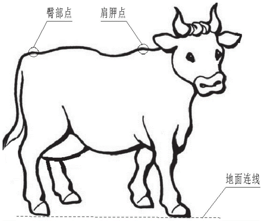 一种家畜养殖用尺寸测量方法及系统