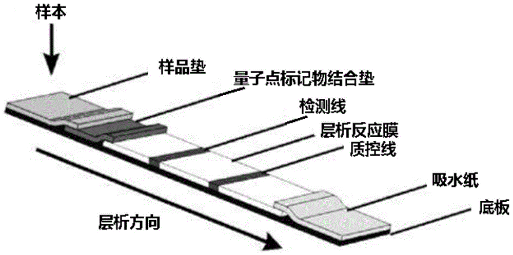 量子点免疫荧光检测试剂条包含其的试剂盒及其应用的制作方法