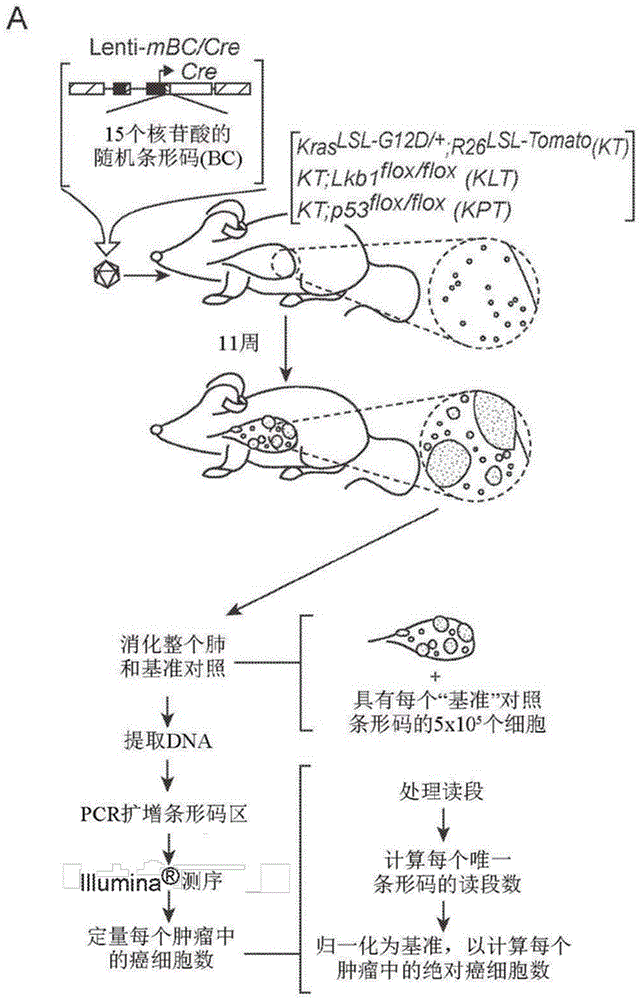 用于细胞谱系的多重定量分析的组合物和方法