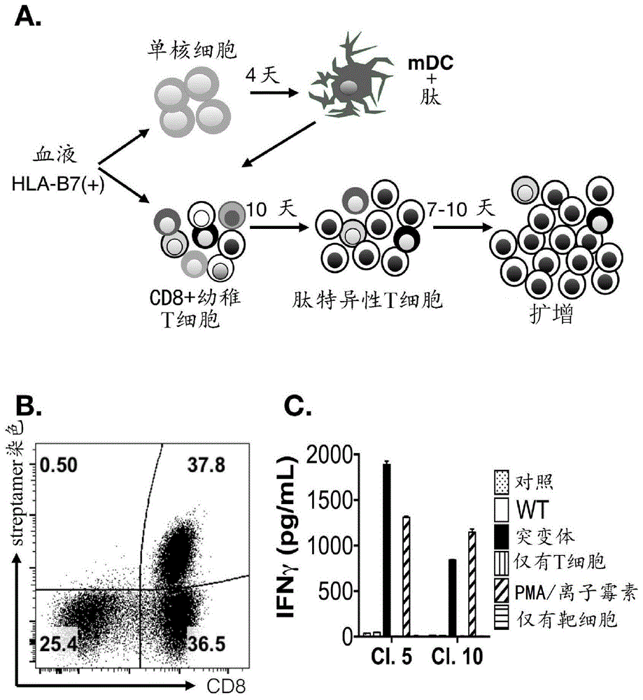 针对过继性T细胞疗法中的突变MYD88L265P蛋白表位的特异性T细胞受体