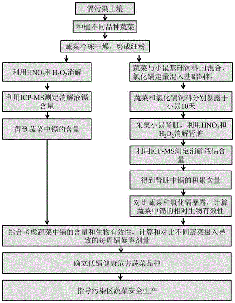 一种基于人体生物有效性的低镉健康危害蔬菜品种筛选方法