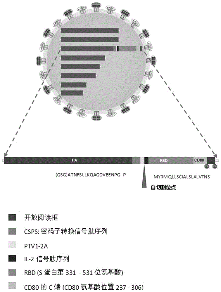 一种包装重组流感病毒的重组载体和重组流感病毒及其构建方法和应用与流程