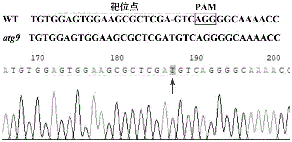 自噬基因ATG9在水稻育种和/或水稻粒型机制研究中的应用