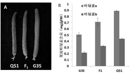 一种与黄瓜果皮颜色基因连锁的分子标记及应用的制作方法