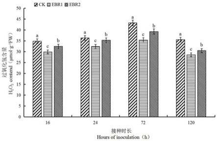 一种提高葡萄叶片抗病性及果实采后耐贮性的方法