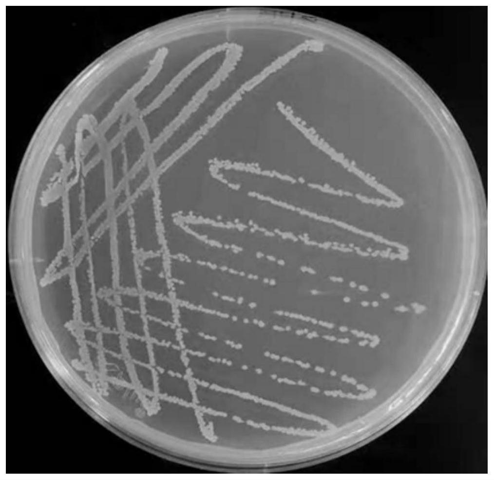 一种具有抑菌和抗病毒功能的枯草芽孢杆菌及其应用的制作方法